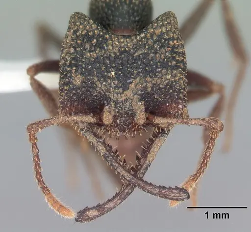 Mystrium camillae - CASENT0102169