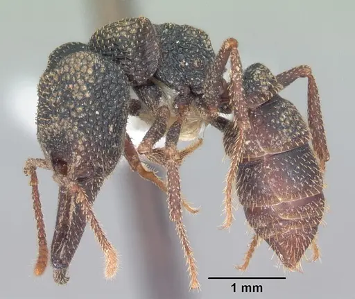 Mystrium camillae - CASENT0102169