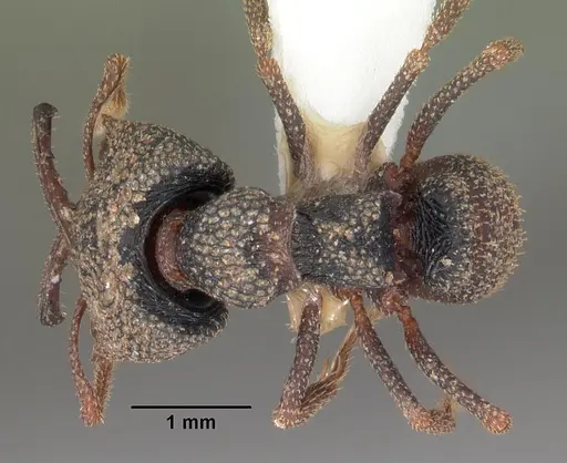 Mystrium camillae - CASENT0102170