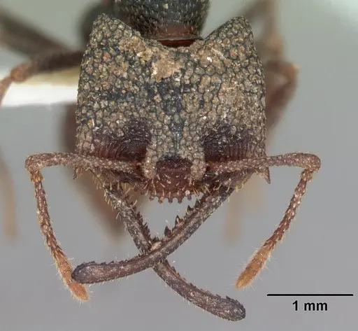 Mystrium camillae - CASENT0102170