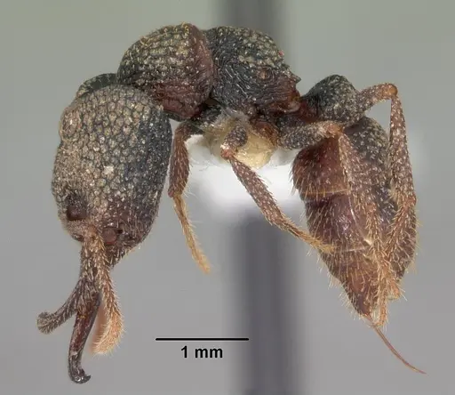 Mystrium camillae - CASENT0102170