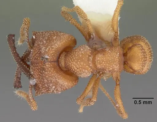 Mystrium camillae - CASENT0102173