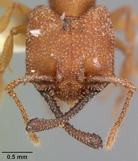 Mystrium camillae - CASENT0102173