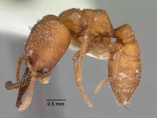 Mystrium camillae - CASENT0102173