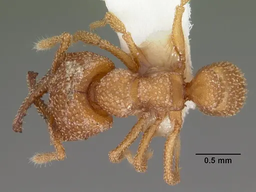 Mystrium camillae - CASENT0102174