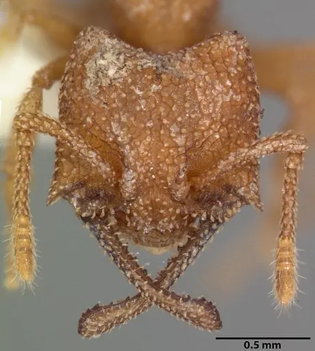 Mystrium camillae - CASENT0102174