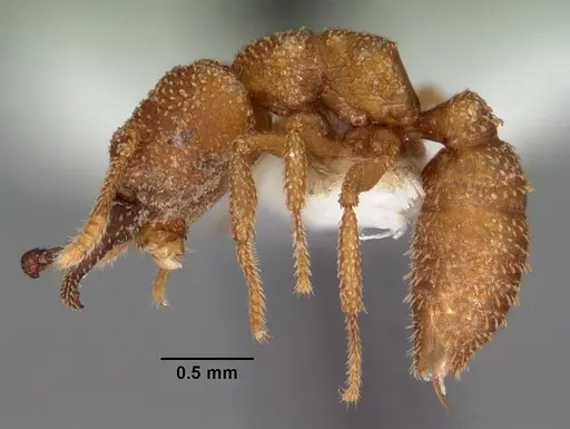 Mystrium camillae - CASENT0102174