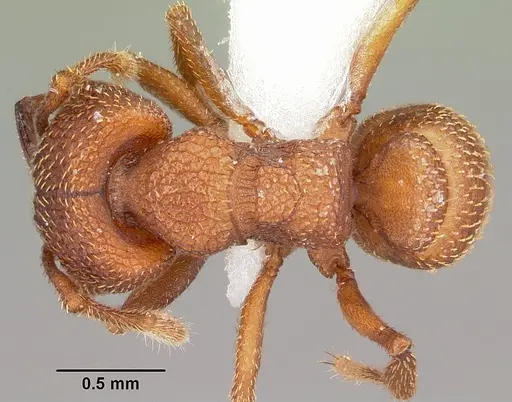 Mystrium camillae - CASENT0104982