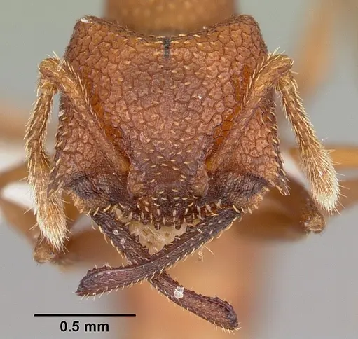 Mystrium camillae - CASENT0104982