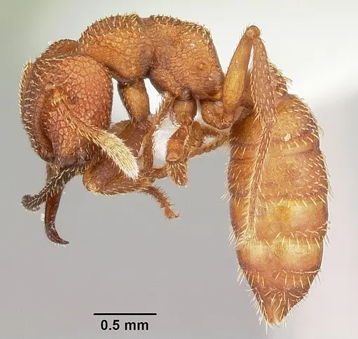 Mystrium camillae - CASENT0104982