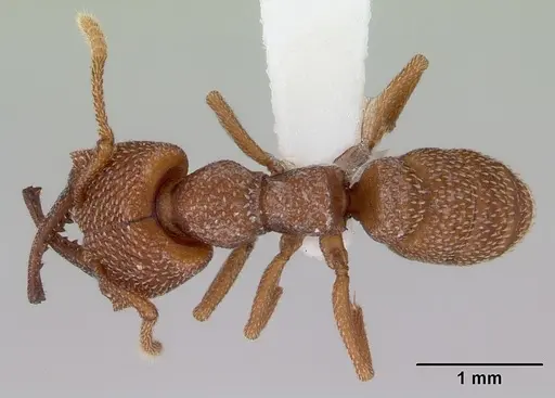 Mystrium camillae - CASENT0172082