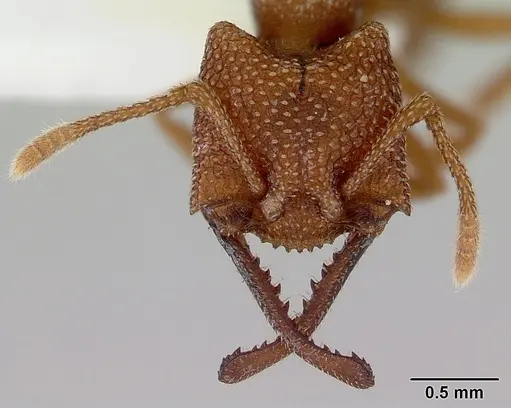 Mystrium camillae - CASENT0172082