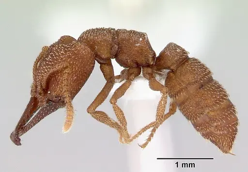 Mystrium camillae - CASENT0172082