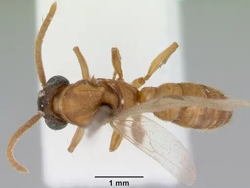 Mystrium camillae - CASENT0172083