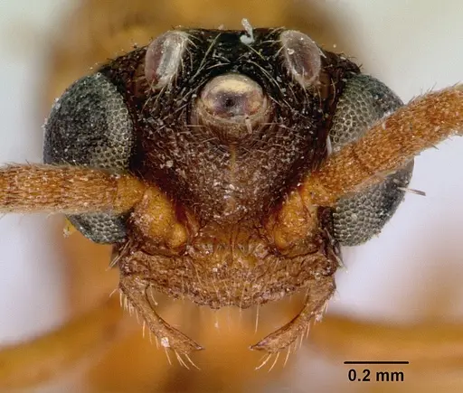 Mystrium camillae - CASENT0172083