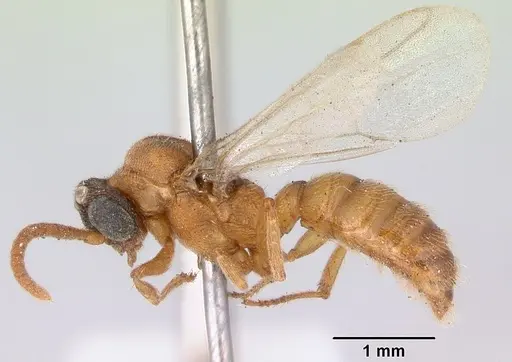 Mystrium camillae - CASENT0172083