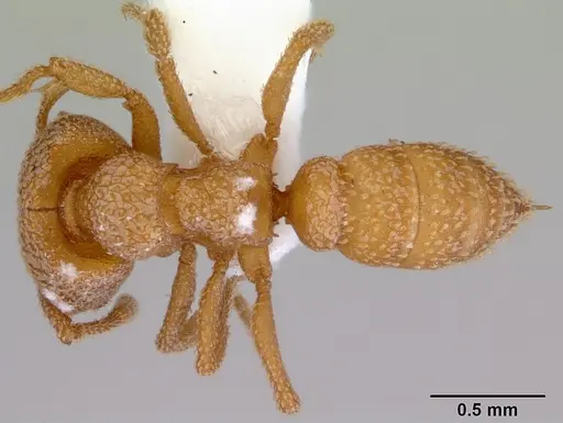 Mystrium camillae - CASENT0172322