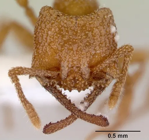 Mystrium camillae - CASENT0172322