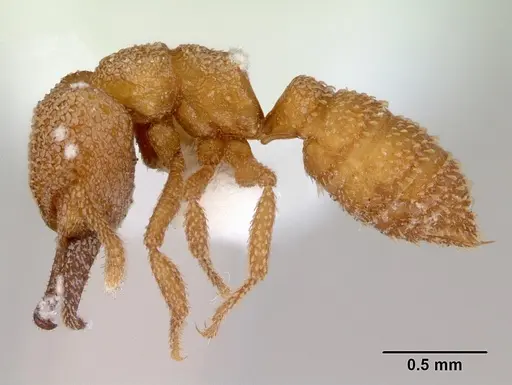 Mystrium camillae - CASENT0172322