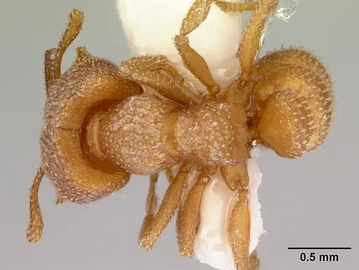 Mystrium camillae - CASENT0172323