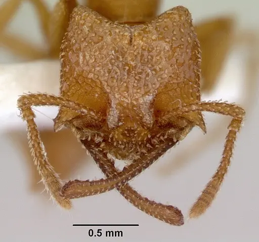 Mystrium camillae - CASENT0172323