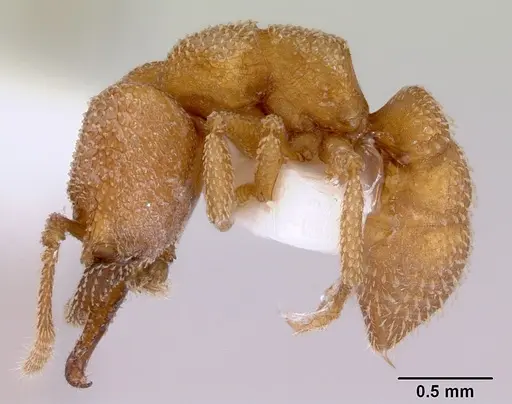 Mystrium camillae - CASENT0172323