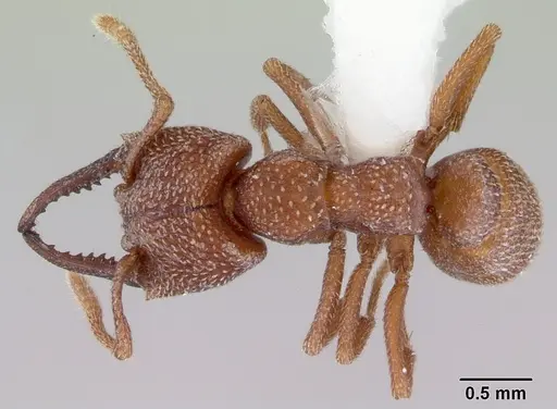 Mystrium camillae - CASENT0172324