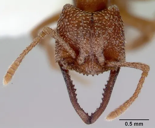 Mystrium camillae - CASENT0172324