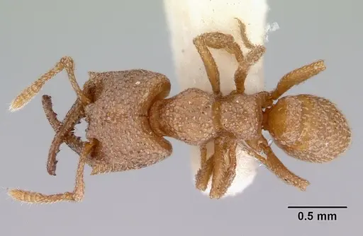 Mystrium camillae - CASENT0172325