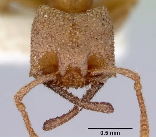 Mystrium camillae - CASENT0172325