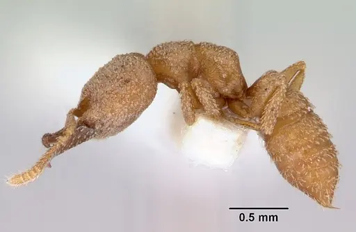 Mystrium camillae - CASENT0172325