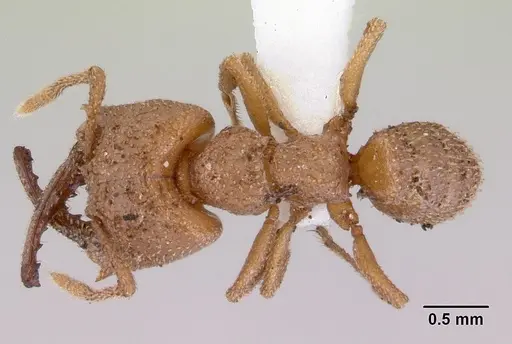 Mystrium camillae - CASENT0172326