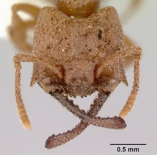 Mystrium camillae - CASENT0172326