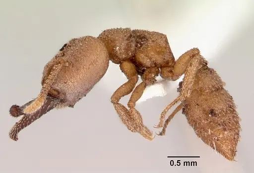 Mystrium camillae - CASENT0172326