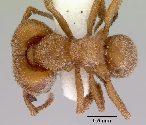 Mystrium camillae - CASENT0172327