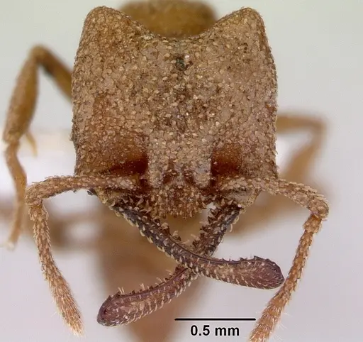 Mystrium camillae - CASENT0172327