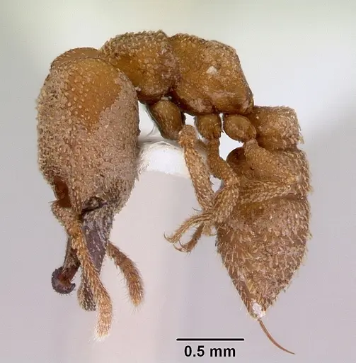 Mystrium camillae - CASENT0172327