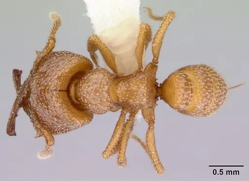 Mystrium camillae - CASENT0172328