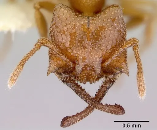 Mystrium camillae - CASENT0172328