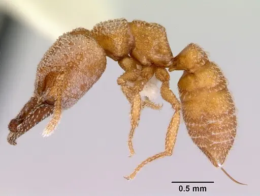 Mystrium camillae - CASENT0172328