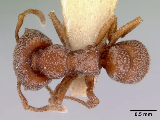 Mystrium camillae - CASENT0172329