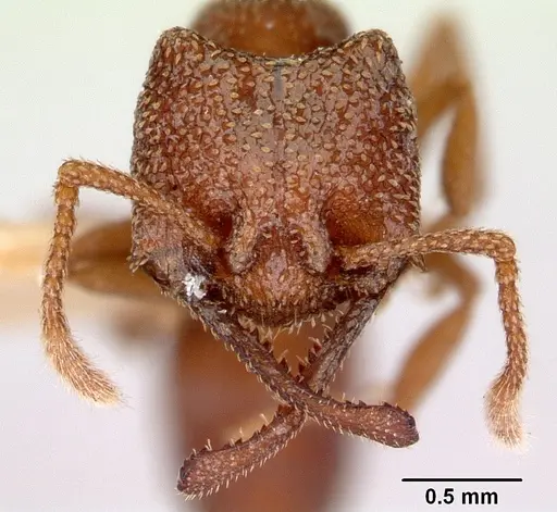 Mystrium camillae - CASENT0172329