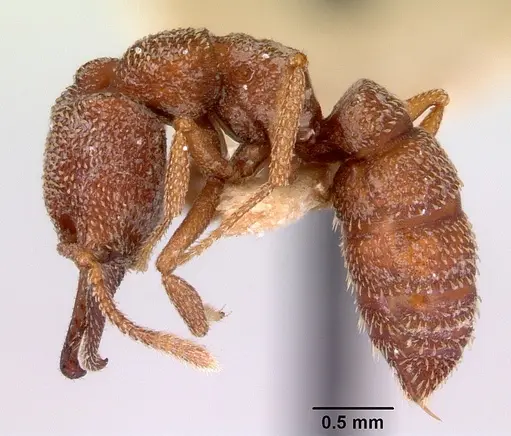 Mystrium camillae - CASENT0172329