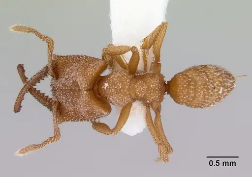 Mystrium camillae - CASENT0172330