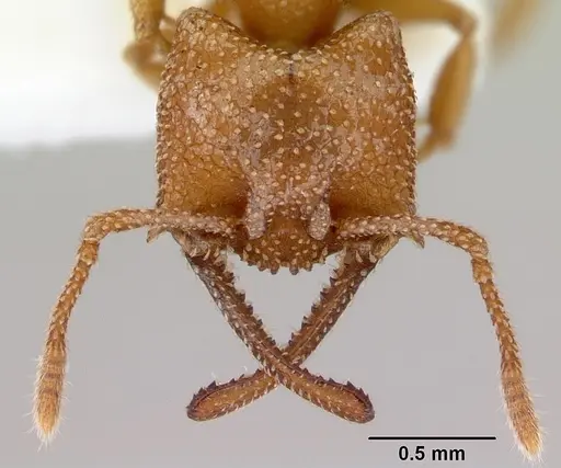 Mystrium camillae - CASENT0172330