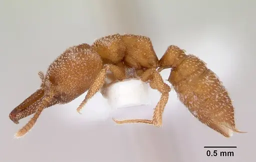 Mystrium camillae - CASENT0172330