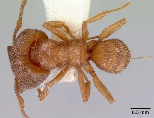 Mystrium camillae - CASENT0172331