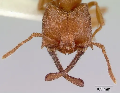 Mystrium camillae - CASENT0172331