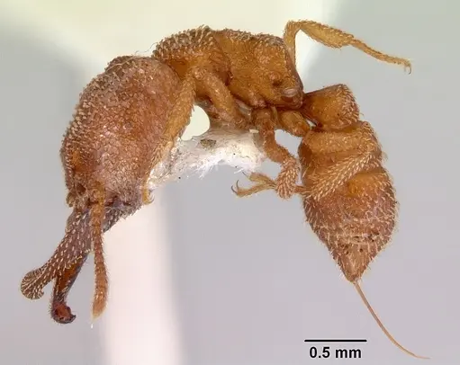 Mystrium camillae - CASENT0172331