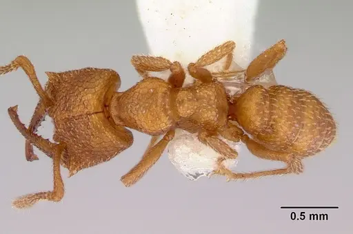 Mystrium camillae - CASENT0172332